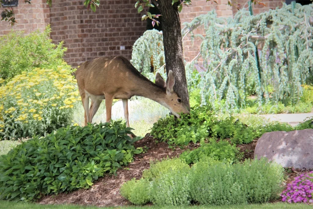 A deer eating plants