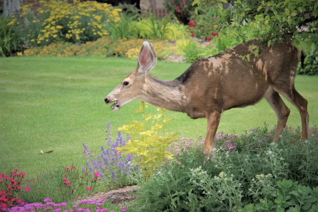 A deer in a garden