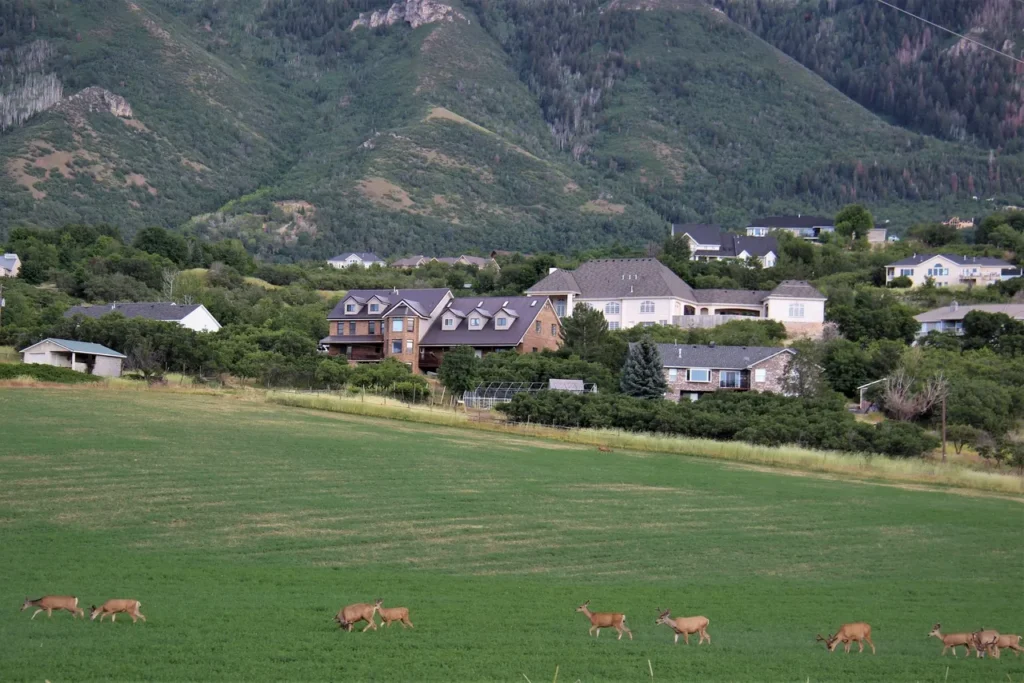 A pack of deer