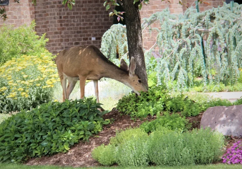 A deer eating plants