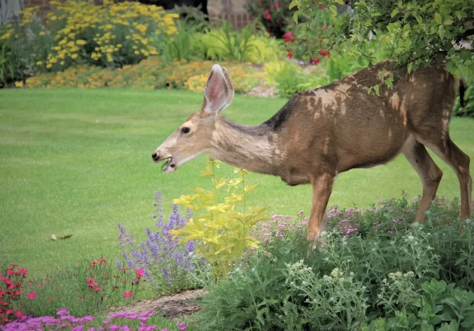 A deer in a garden
